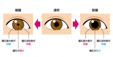 開く 目薬 瞳孔 【眼底検査Q＆A】散瞳薬とは？