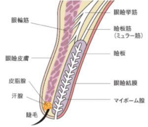 ものもらい 移る